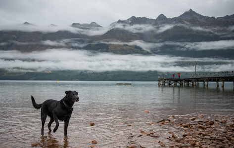 狗在湖风景优美，景观与