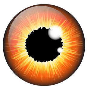 橙色，淡褐色的虹膜眼睛现实向量组的一个孤立的设计