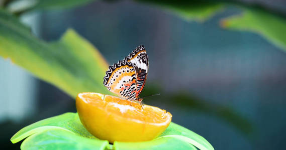 美丽彩蝶被和平上柠檬图片