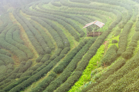 茶园景观视图2000在一个有雾的一天上午。泰国