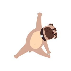 法国斗牛犬在三角或三角式姿势, 滑稽的狗练习瑜伽卡通矢量插图白色