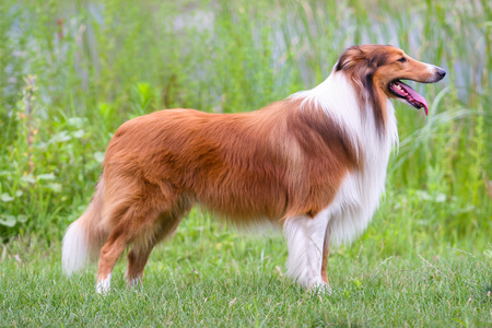 苏格兰牧羊犬