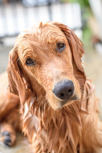 金毛寻回犬获取洗个澡图片