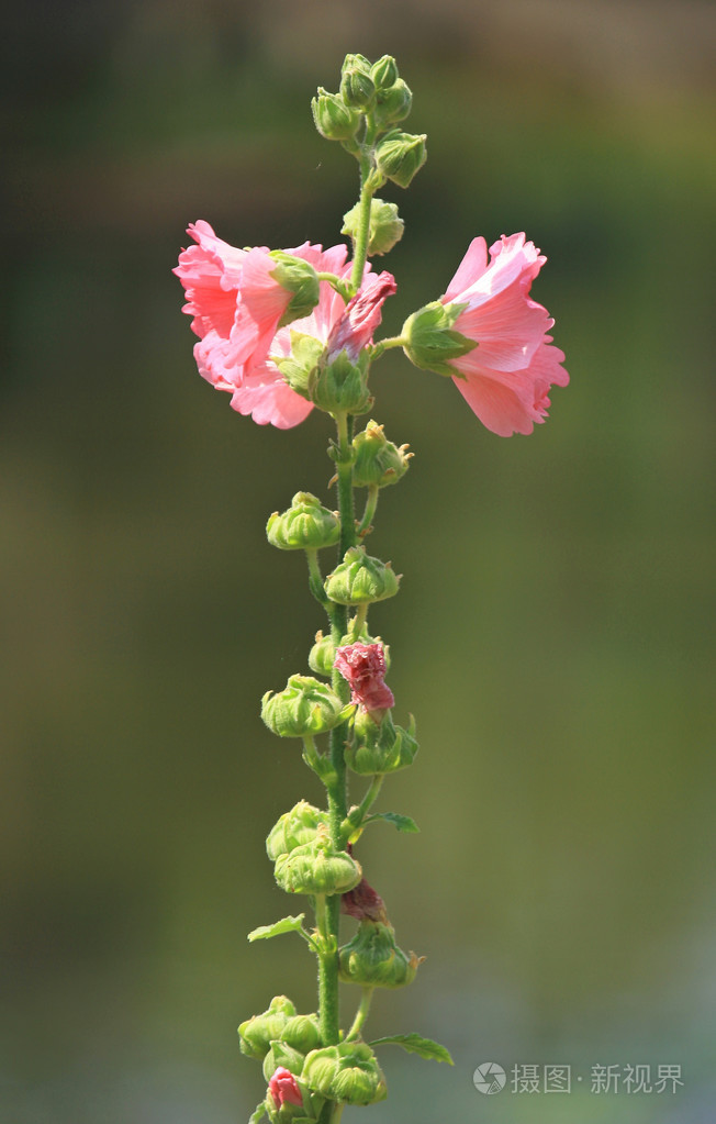 在花园里盛开的兰花粉红色色沙仑的玫瑰花花
