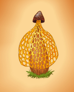 织金竹荪图片-织金竹荪素材-织金竹荪插画-摄图新视界