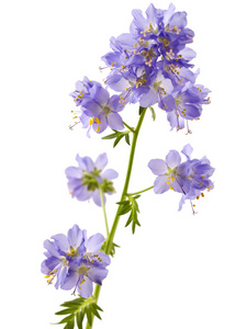花札图片 花札素材 花札插画 摄图新视界