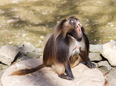 geladatheropithecusgelada