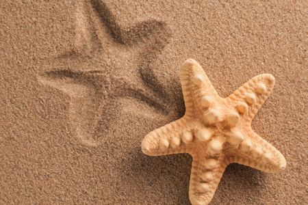 海星和贝壳砂作为背景。砂纹理