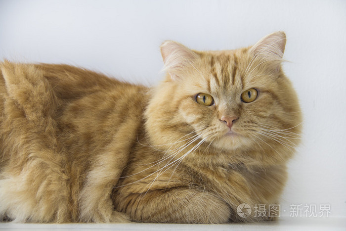 可爱的棕色猫宠物坐着可爱的小猫看着相机. ff