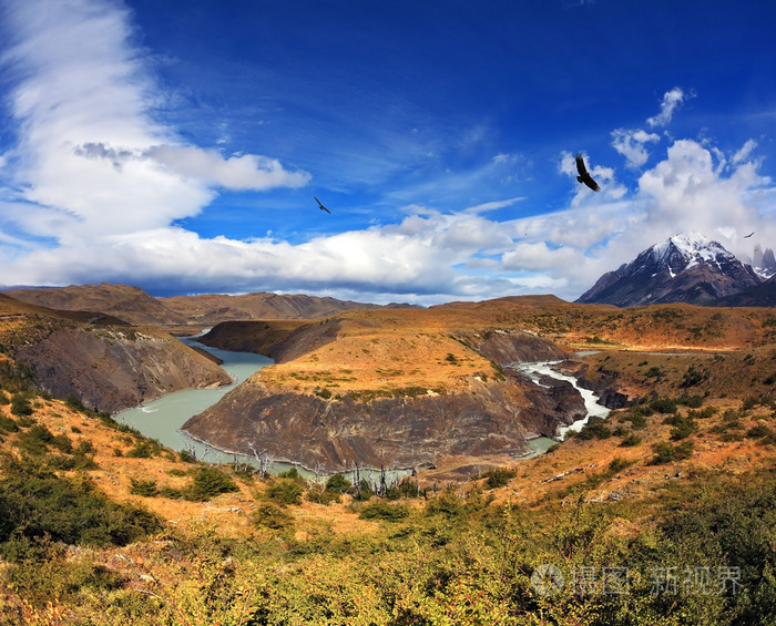 giant andean condor