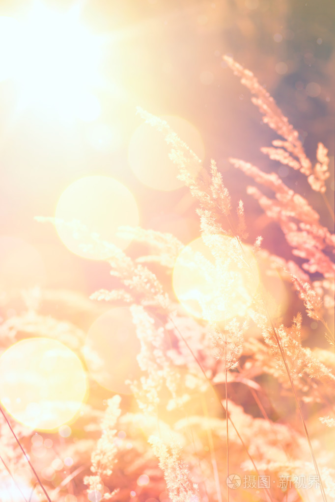 艺术秋天的阳光明媚的自然背景