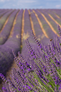 普罗旺斯，一朵朵紫色的薰衣草花田，在 Valensole 法国