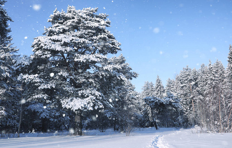 冬雪中的神奇松树林图片