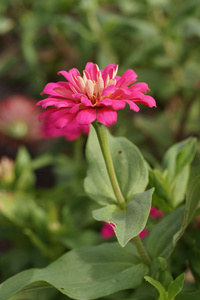 百日草朵鲜花，盛开在花园里