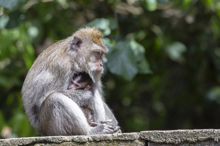 印度尼西亚巴厘岛乌布猴猴和母亲的画像