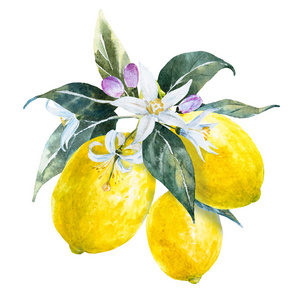 柠檬花图片-柠檬花素材-柠檬花插画-摄图新视界