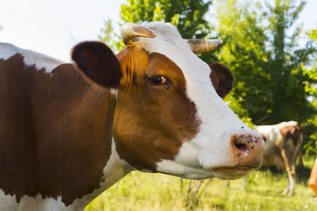 一只奶牛在晴朗的夏日里在绿色的草地上放牧