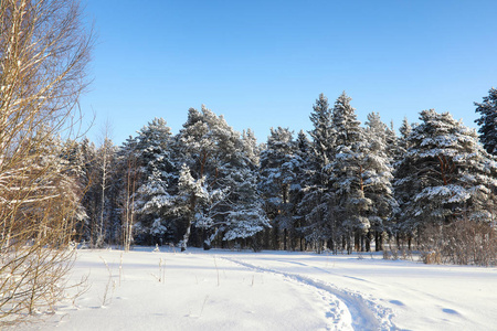 松树林后大雪风暴在阳光明媚的冬日