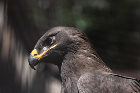 草原鹰AquilaNipalensis。