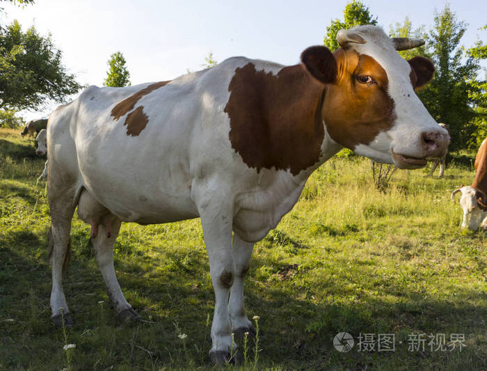 一只奶牛在晴朗的夏日里在绿色的草地上放牧