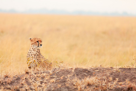 在马赛玛拉，肯尼亚猎豹