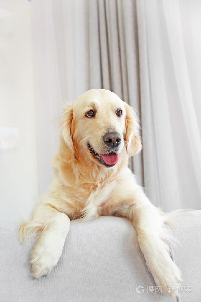 金毛猎犬坐在家里的沙发上