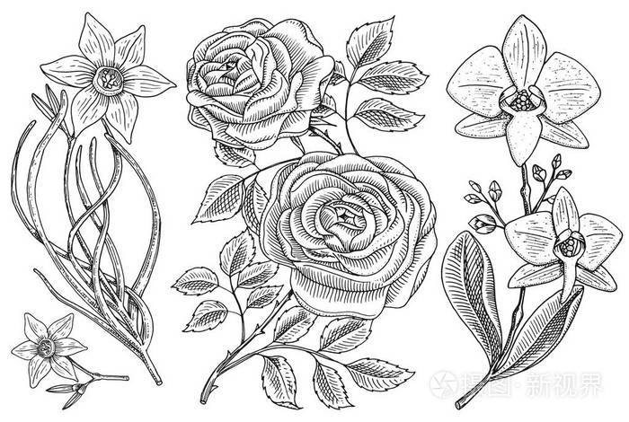 婚礼植物园或植物.矢量插图.雕刻的手画在旧的维多利亚素描