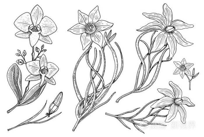 花集 水仙花和兰花叶 芽和百合 婚礼植物园或植物 矢量插图 雕刻的手画在旧的维多利亚素描插画 正版商用图片0f2jdm 摄图新视界