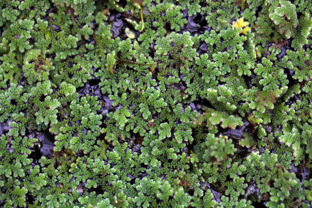 满江红水蕨类植物, 满江红 sp照片