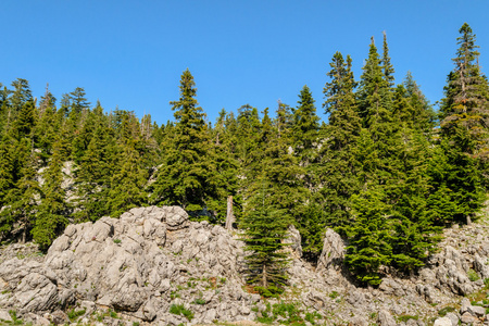杉木生长在山区的岩石上图片