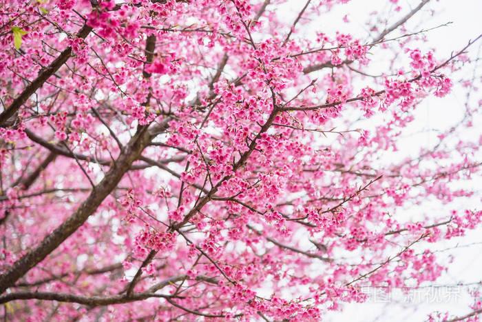 美丽的粉红色樱桃花樱桃花或p的鲜艳颜色