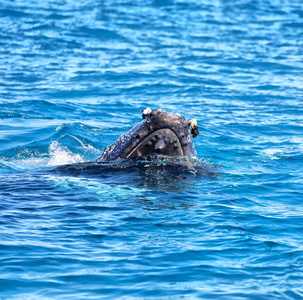 在澳大利亚自由鲸在海洋像自由的概念