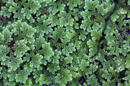 水蕨类植物, 满江红 sp照片