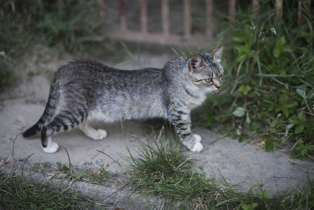 猫科动物, 家畜, 哺乳动物