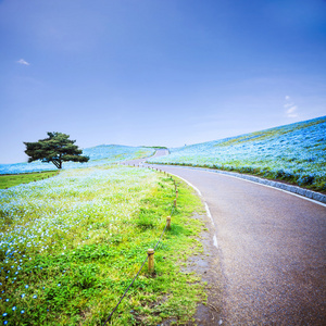 影像学山 树和 Nemophila 在日立海滨公园