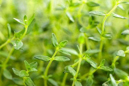 百里香香草种植