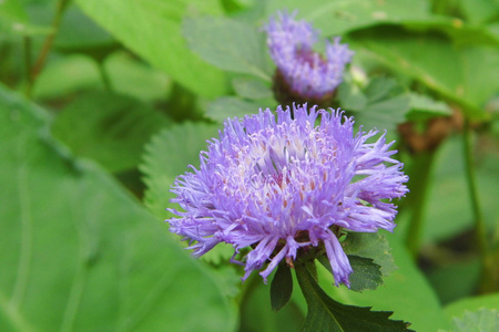 藿香蓟图片 藿香蓟素材 藿香蓟插画 摄图新视界