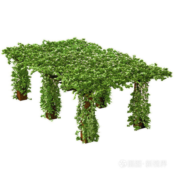 长和高棚架爬爬常春藤植物照片 正版商用图片0f2uqm 摄图新视界 长和高棚架爬爬常春藤植物照片 正版商用图片0f2uqm 摄图新视界