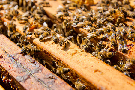 关闭了视图的暖季蜂窝蜜蜂照片