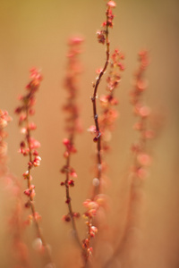 背景和设计抽象花草