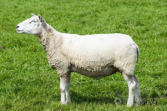 一只羊的侧视图