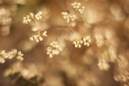 背景和设计抽象花草