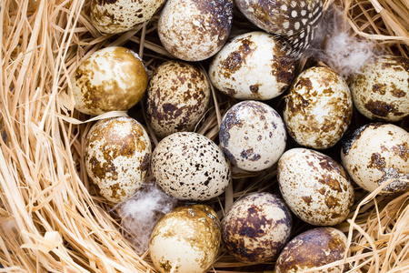 知更鸟蛋在巢中图片-知更鸟蛋在巢中素材-知更鸟蛋在巢中插画-摄图新