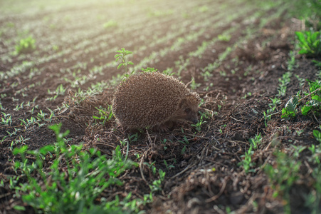 在外地的刺猬