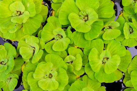 Pistia stratiotes 的顶部视图