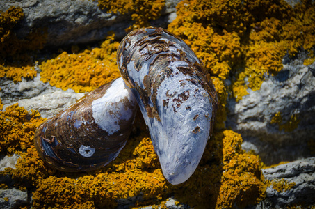 蓝贻贝的壳图片