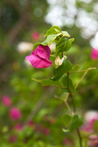 美丽的花园, 关闭