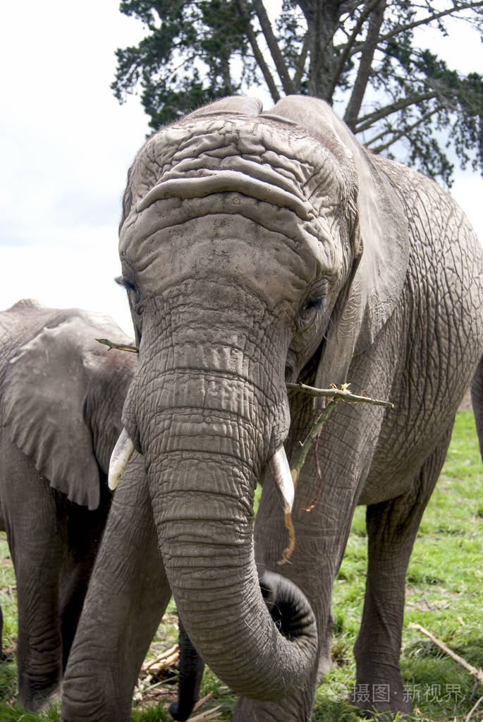 大象母象吃象婴孩大象站立在旁边