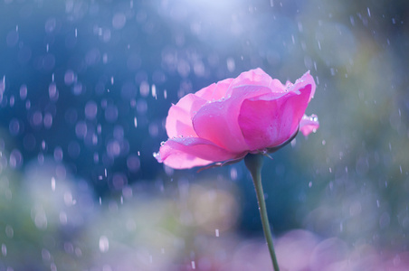 粉红色的玫瑰在夏日的雨图片