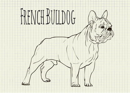在笔记本纸法国斗牛犬上绘图